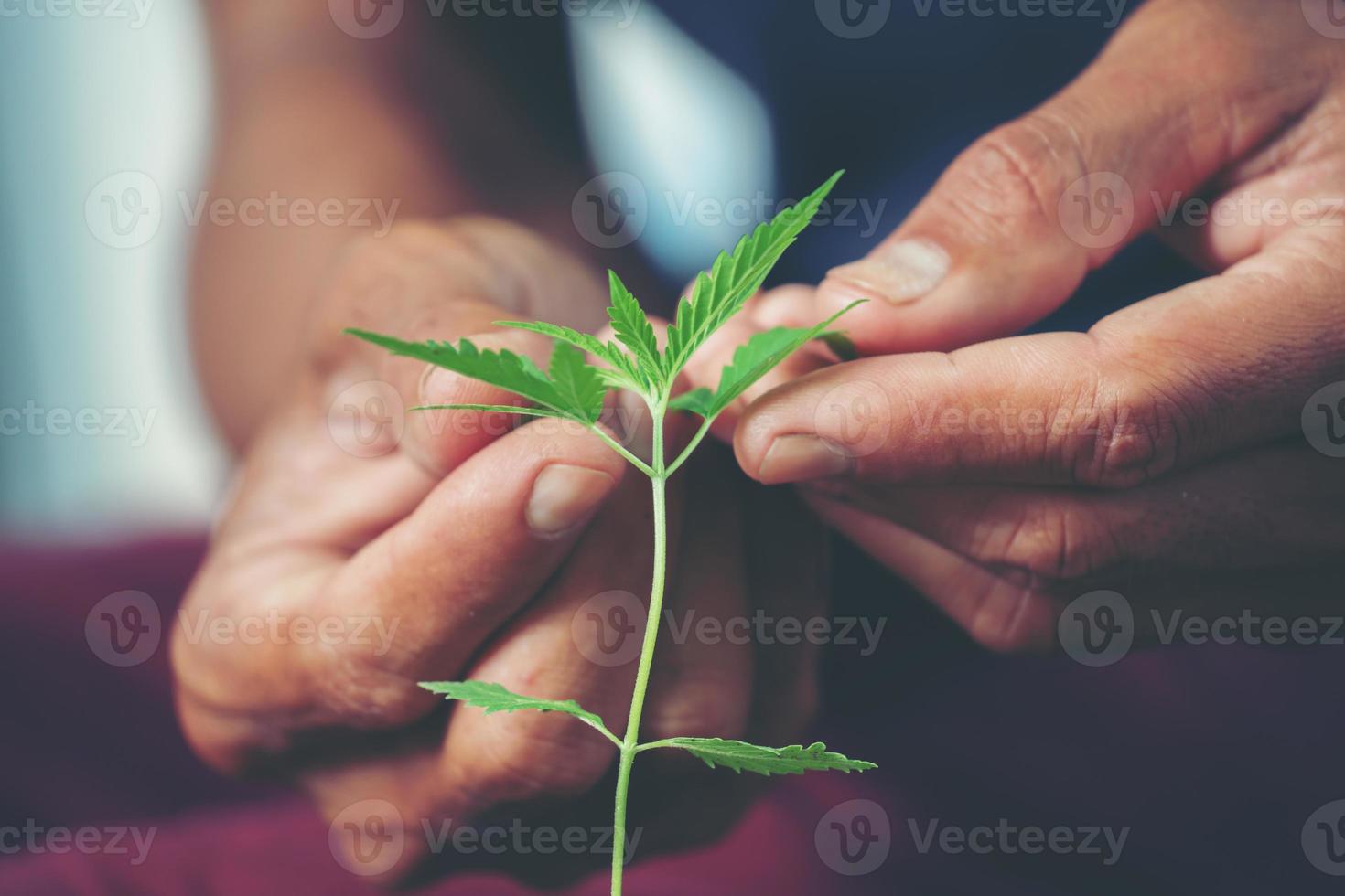 main tenant une feuille de marijuana photo