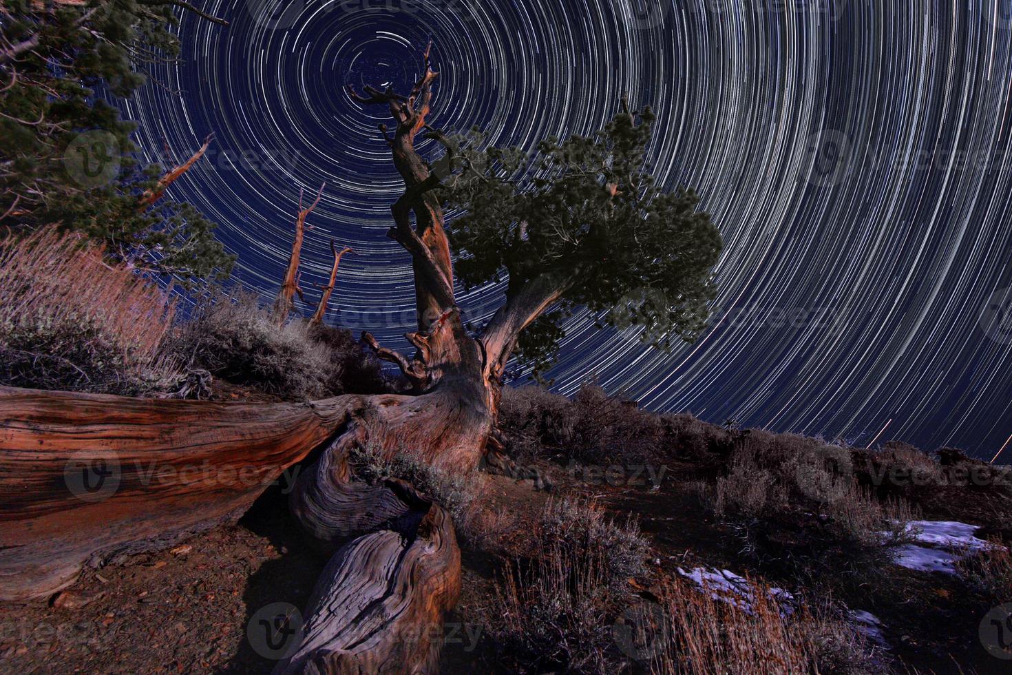 exposition de nuit star trails of the sky dans les pins bristlecone en californie photo