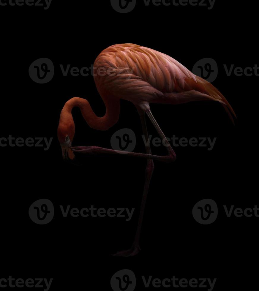 oiseau flamant rose dans un fond sombre photo