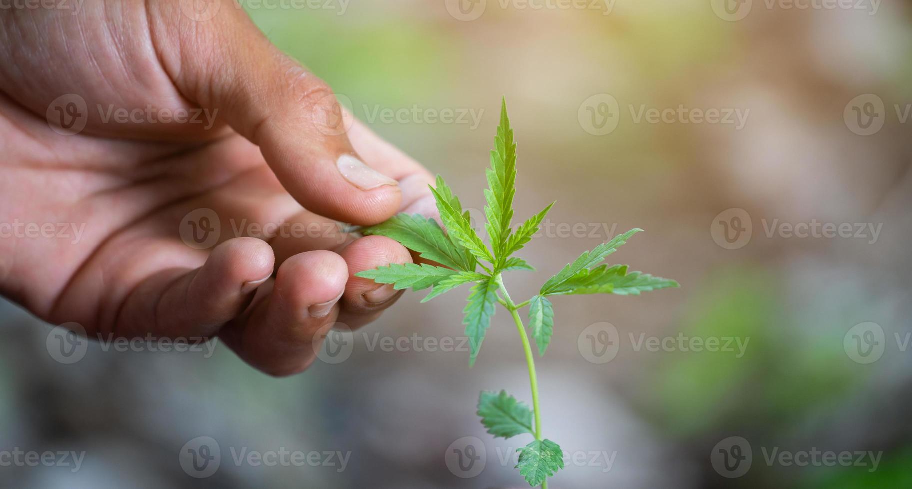 main tenant une feuille de marijuana photo