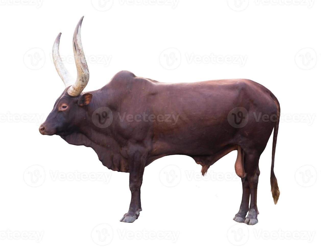 Ankole watusi isolé sur fond blanc photo