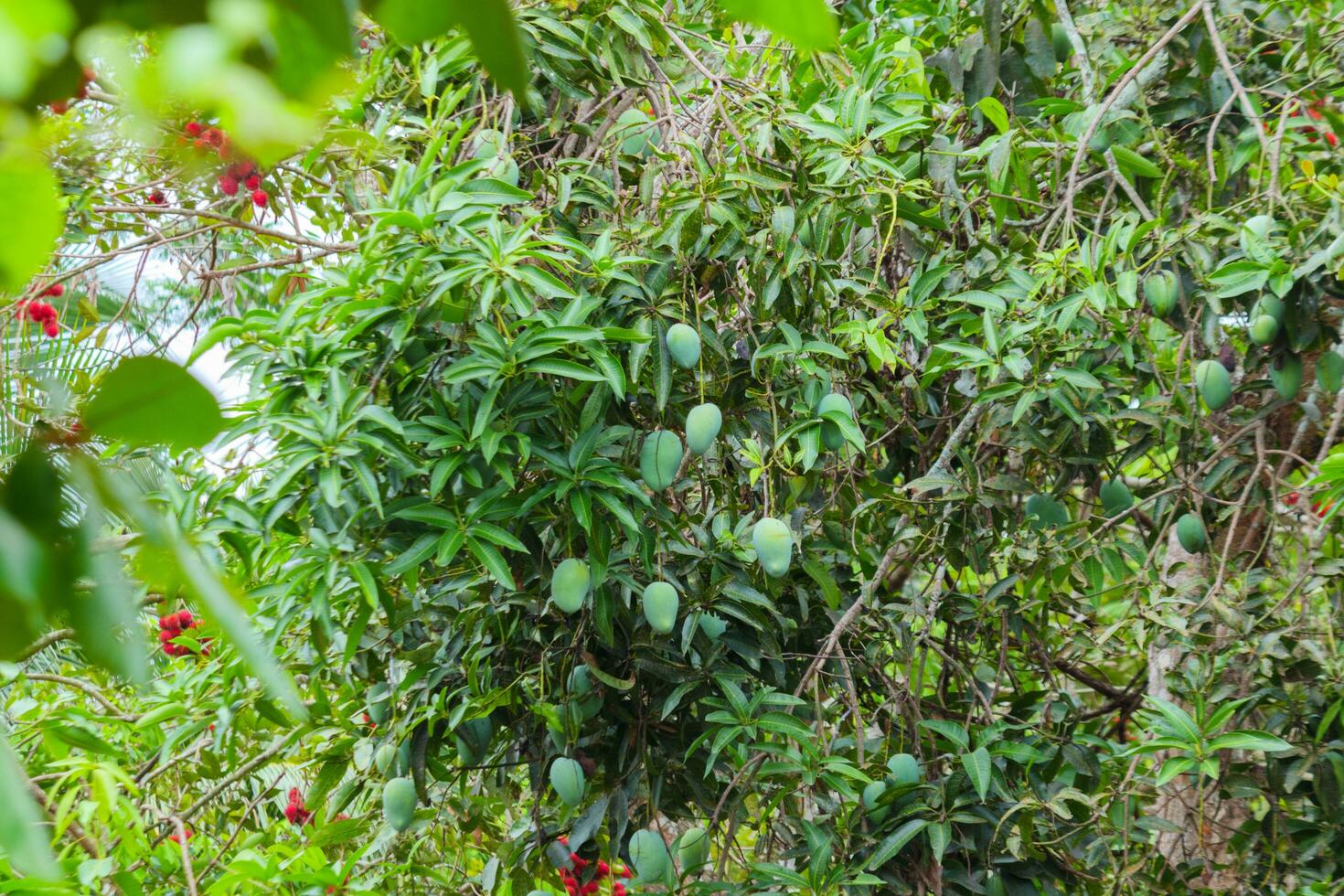 vert mangue fruit encore sur le arbre. immature et dans grand quantités photo