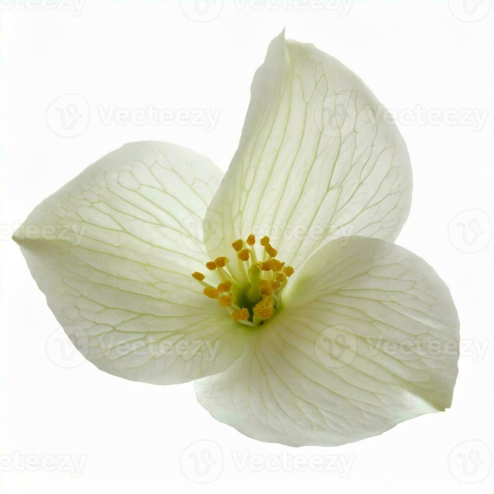 fleur pétales isolé sur blanc Contexte photo