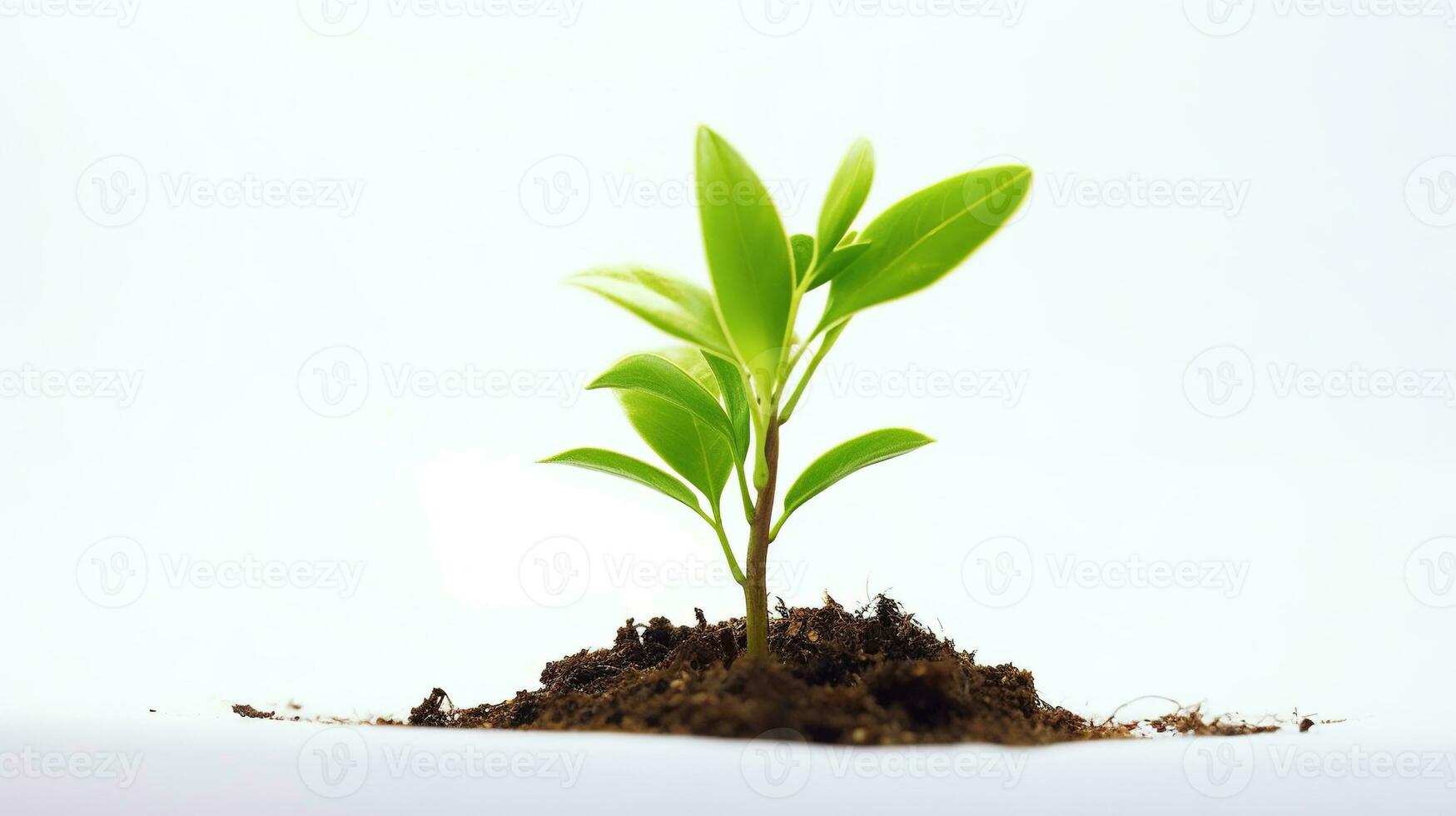 ai généré Jeune plante sur blanc Contexte. arbre, germer, vert photo