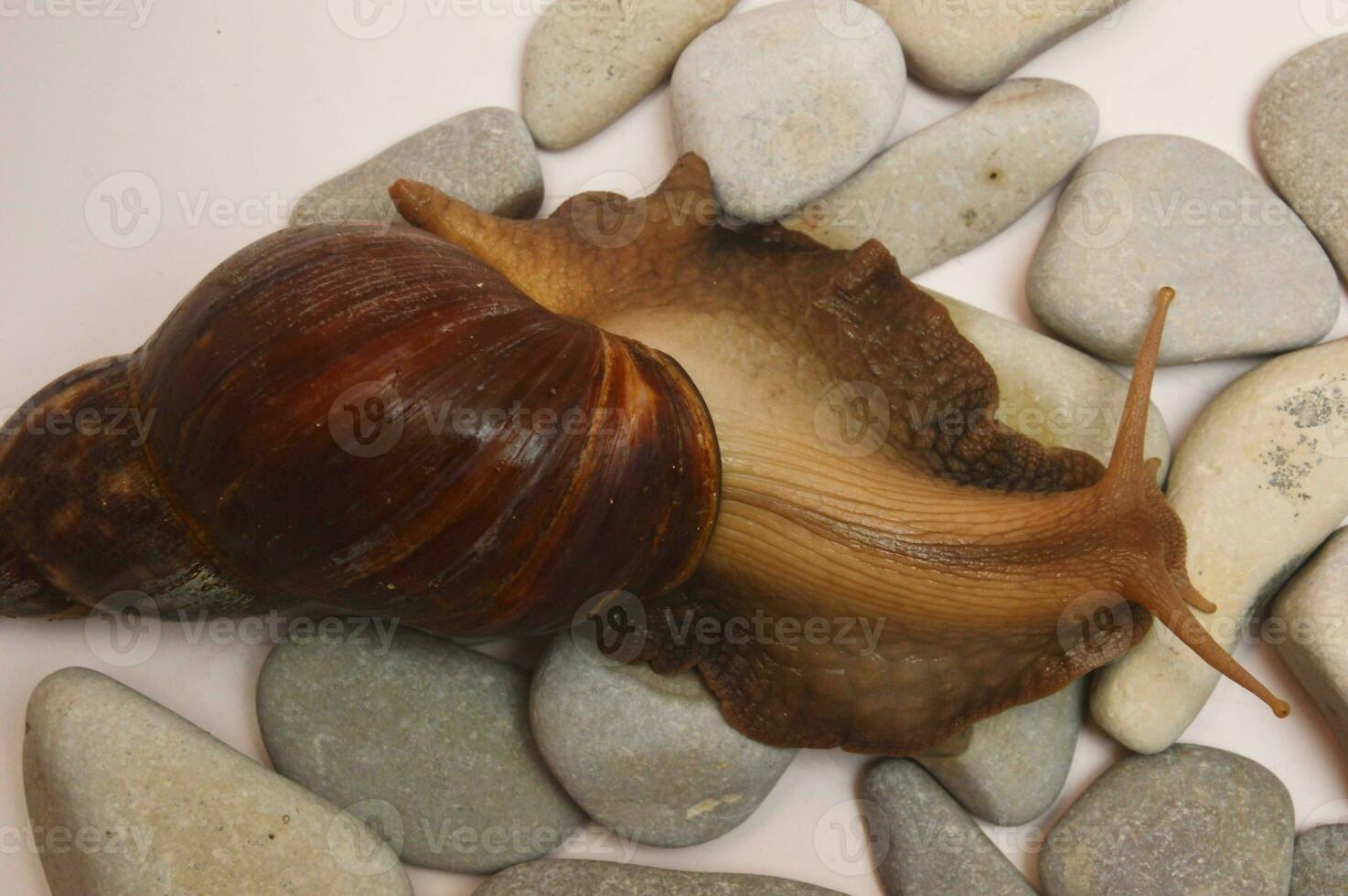 une grand marron achatina escargot a fourré en dehors de ses coquille et mensonges sur mer des pierres sur une lumière Contexte. photo