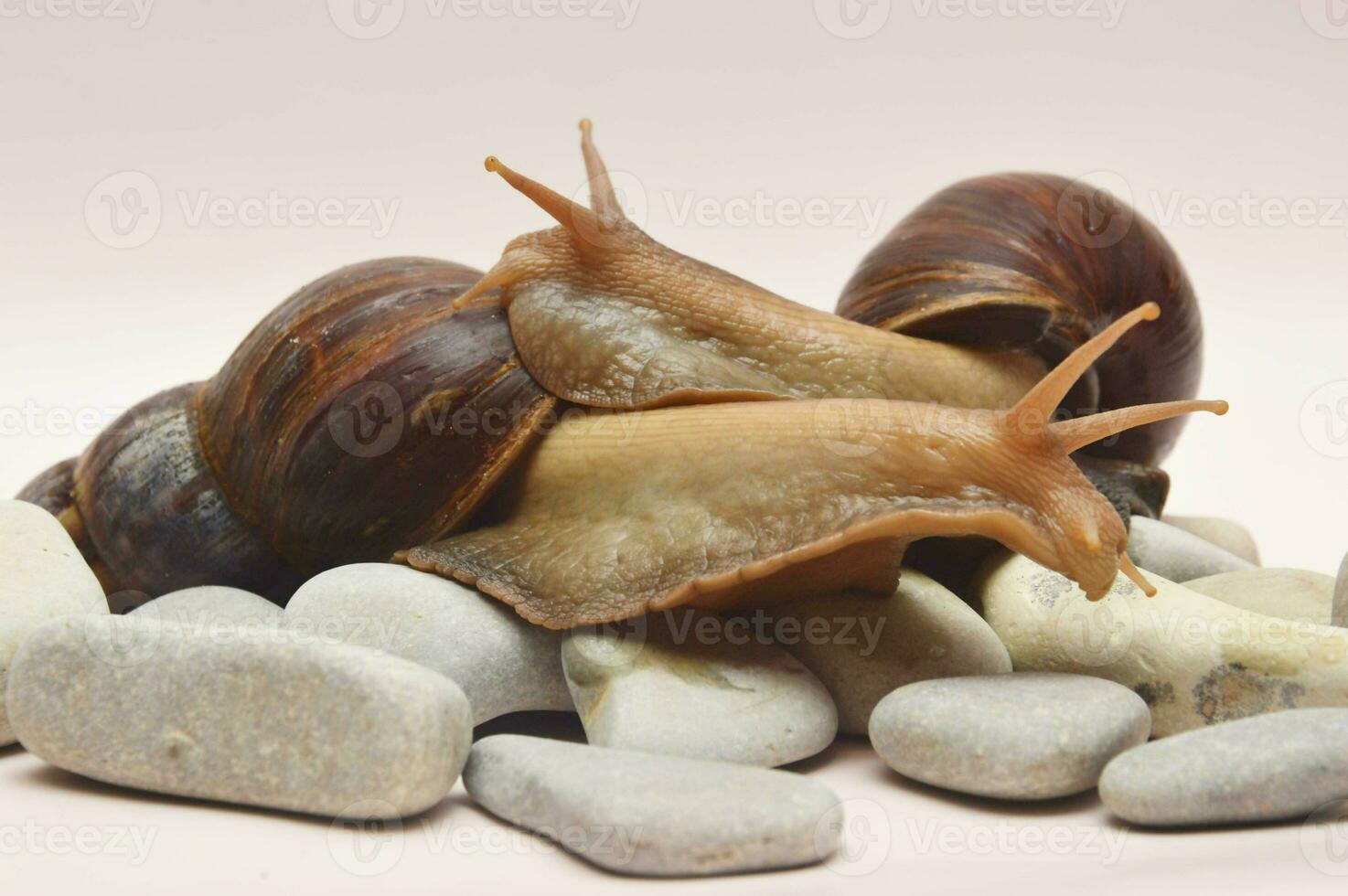 deux grand marron achatina escargots mensonge sur mer des pierres sur une lumière arrière-plan, collage leur corps en dehors de le coquille. photo