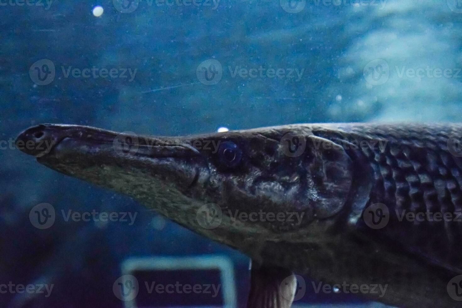 poisson dans le aquarium de aquarium, photo