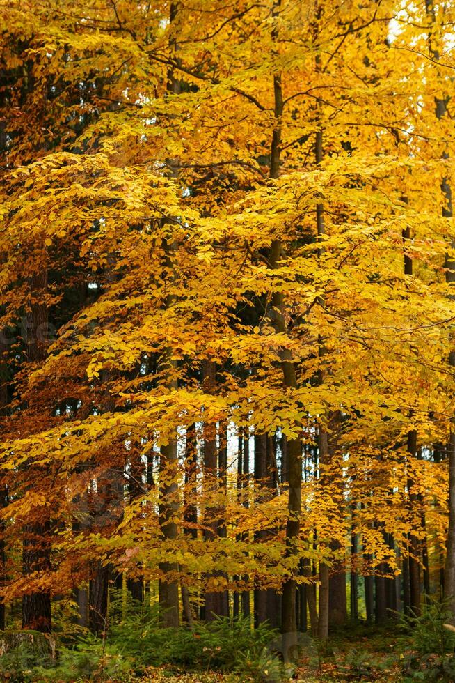 l'automne des arbres dans parc photo