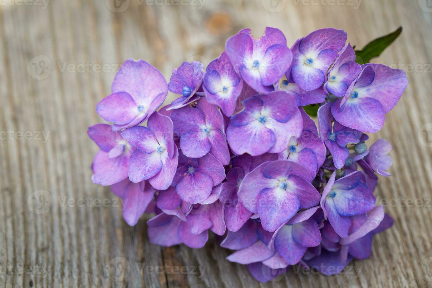 bleu hortensia fleur plus de en bois Contexte. photo