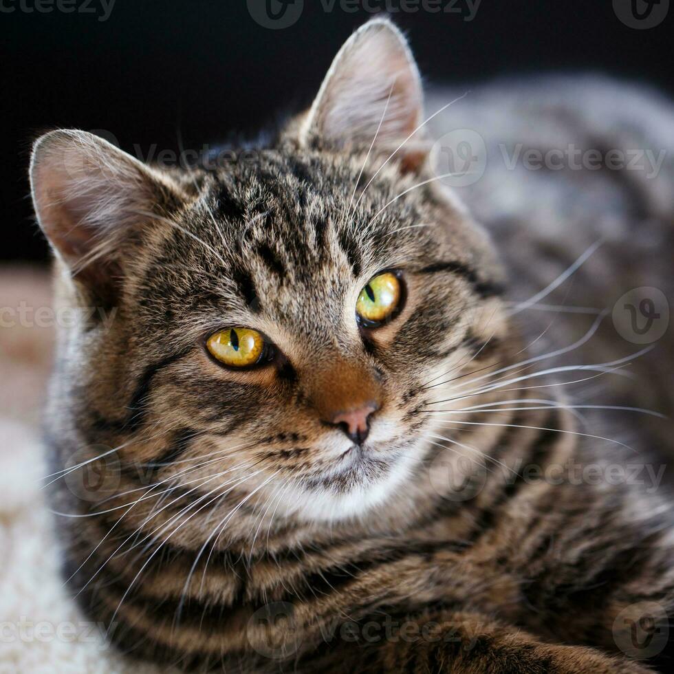 tigré chat proche en haut, sélectif concentrer photo