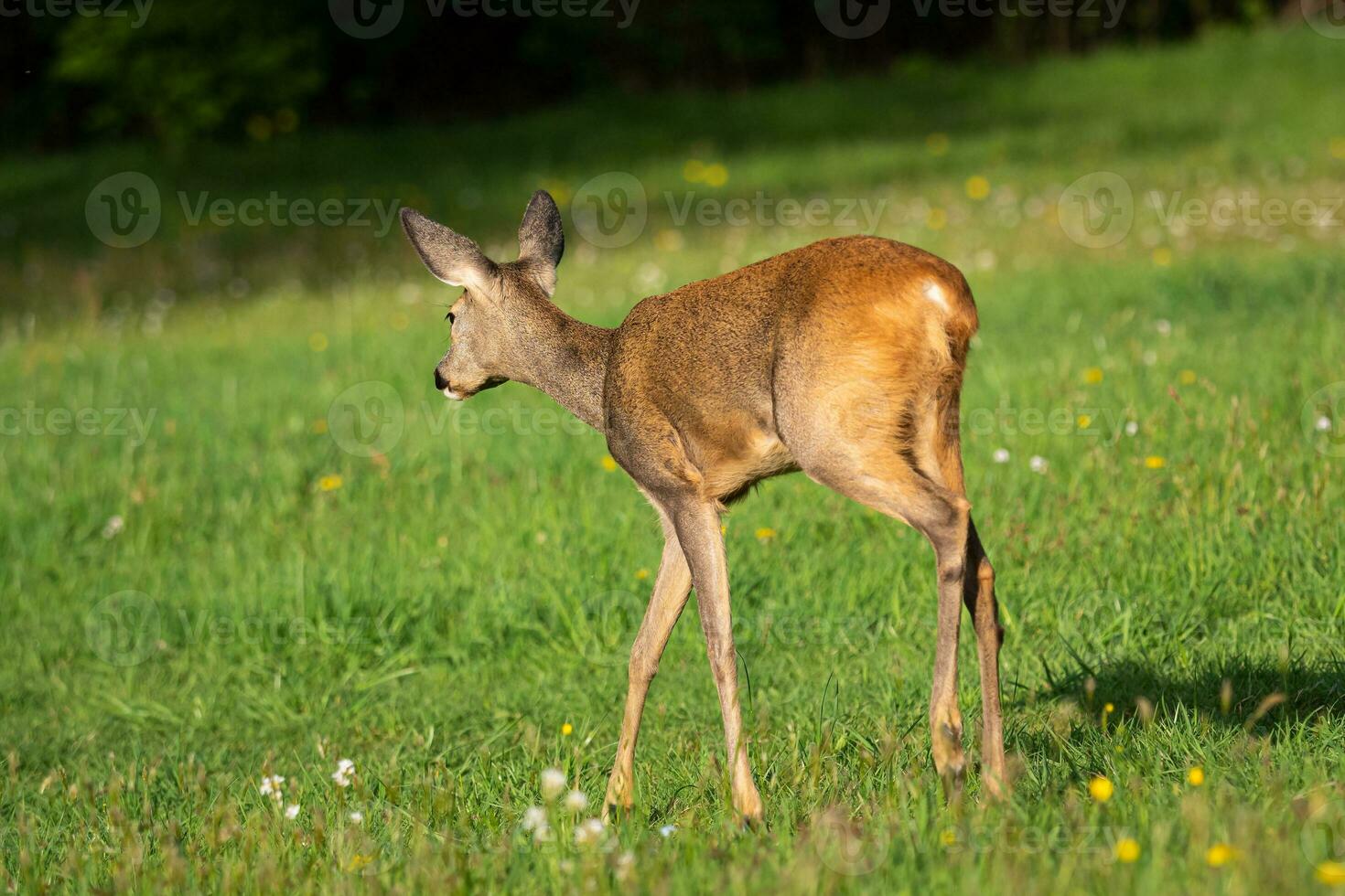 chevreuil cerf dans forêt, capreolus capréole. sauvage chevreuil cerf dans la nature. photo