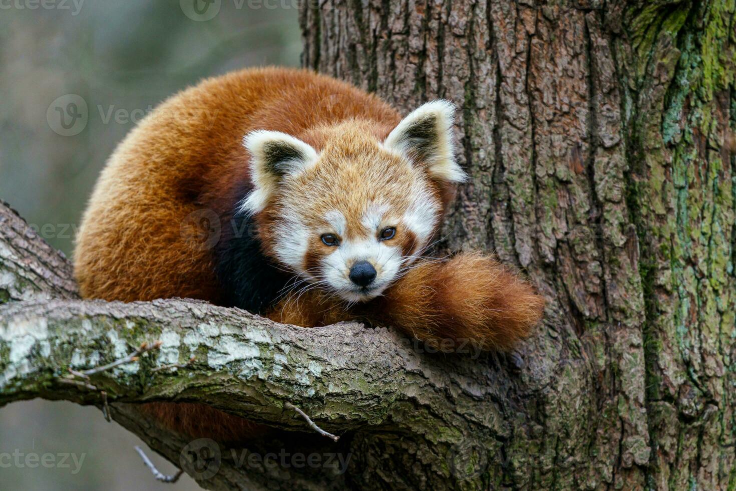 rouge Panda sur le arbre. mignonne Panda ours dans forêt habitat. photo