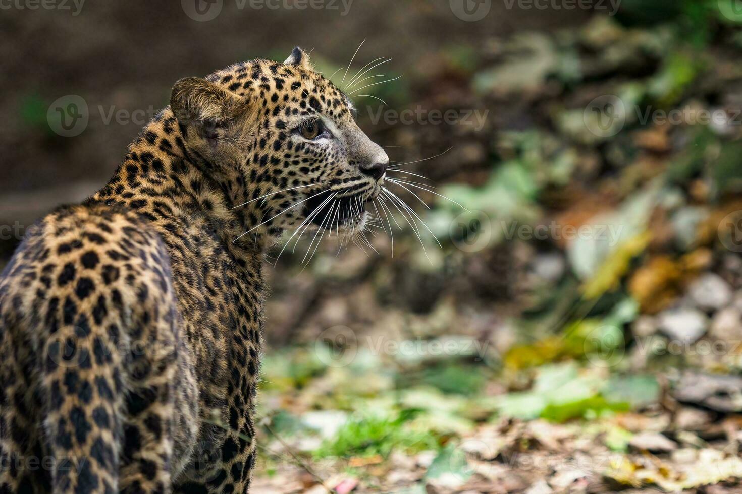 léopard du Sri Lanka, panthera pardus kotiya photo