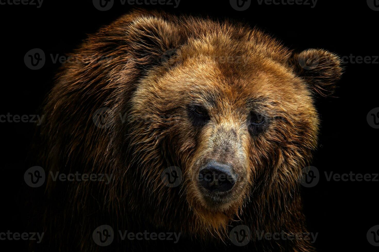 de face vue de marron ours isolé sur noir Contexte. portrait de Kamchatka ours photo