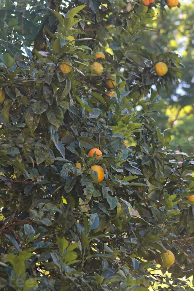 Orange fruit arbre avec vert feuilles photo