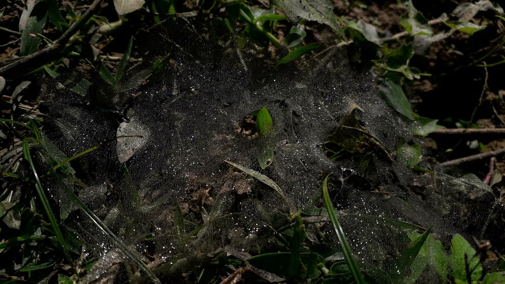 Matin rosée gouttes couverture une araignée la toile fabriqué par une herbe araignée photo