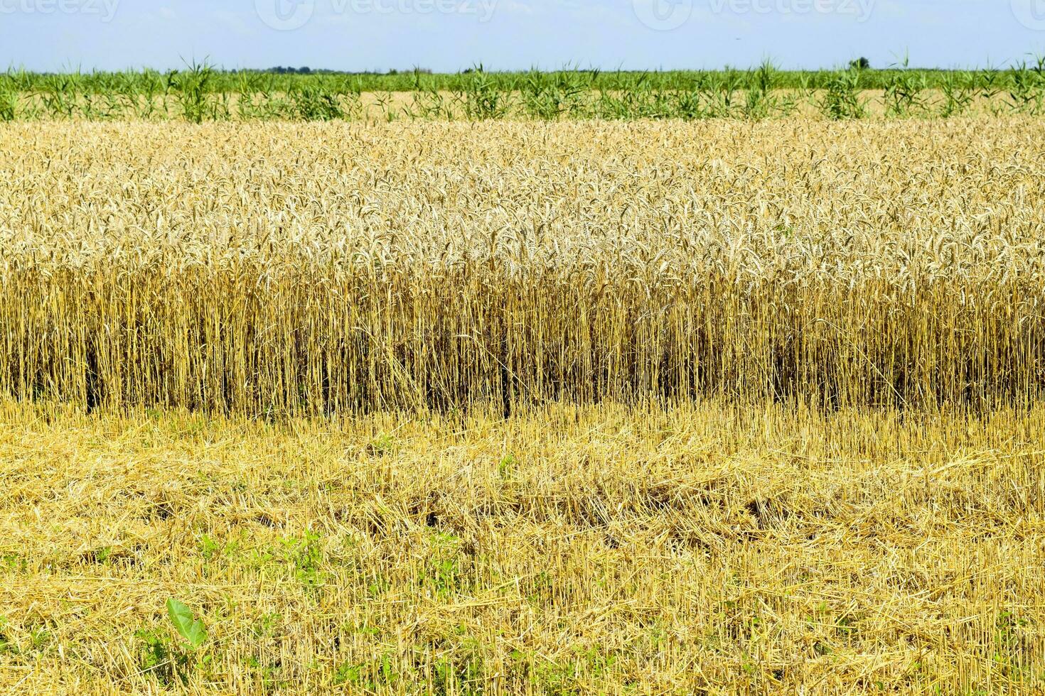 champ de blé photo