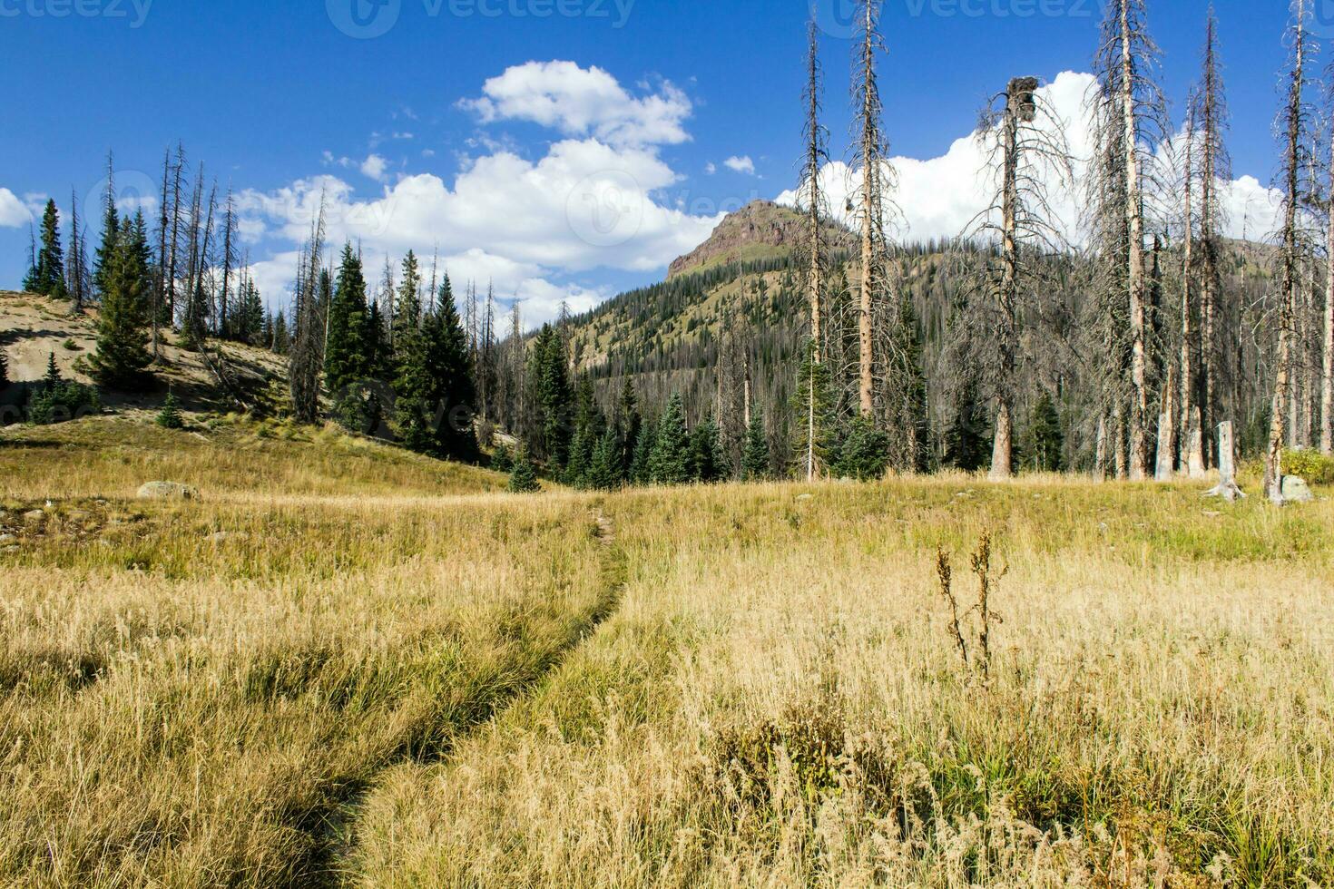 Colorado weminuche région sauvage Prairie paysage photo