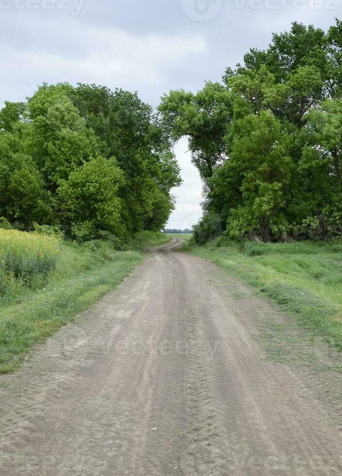 route à le champ. le route qui passe entre le des arbres. façon par le forêt. symbole de vie. photo