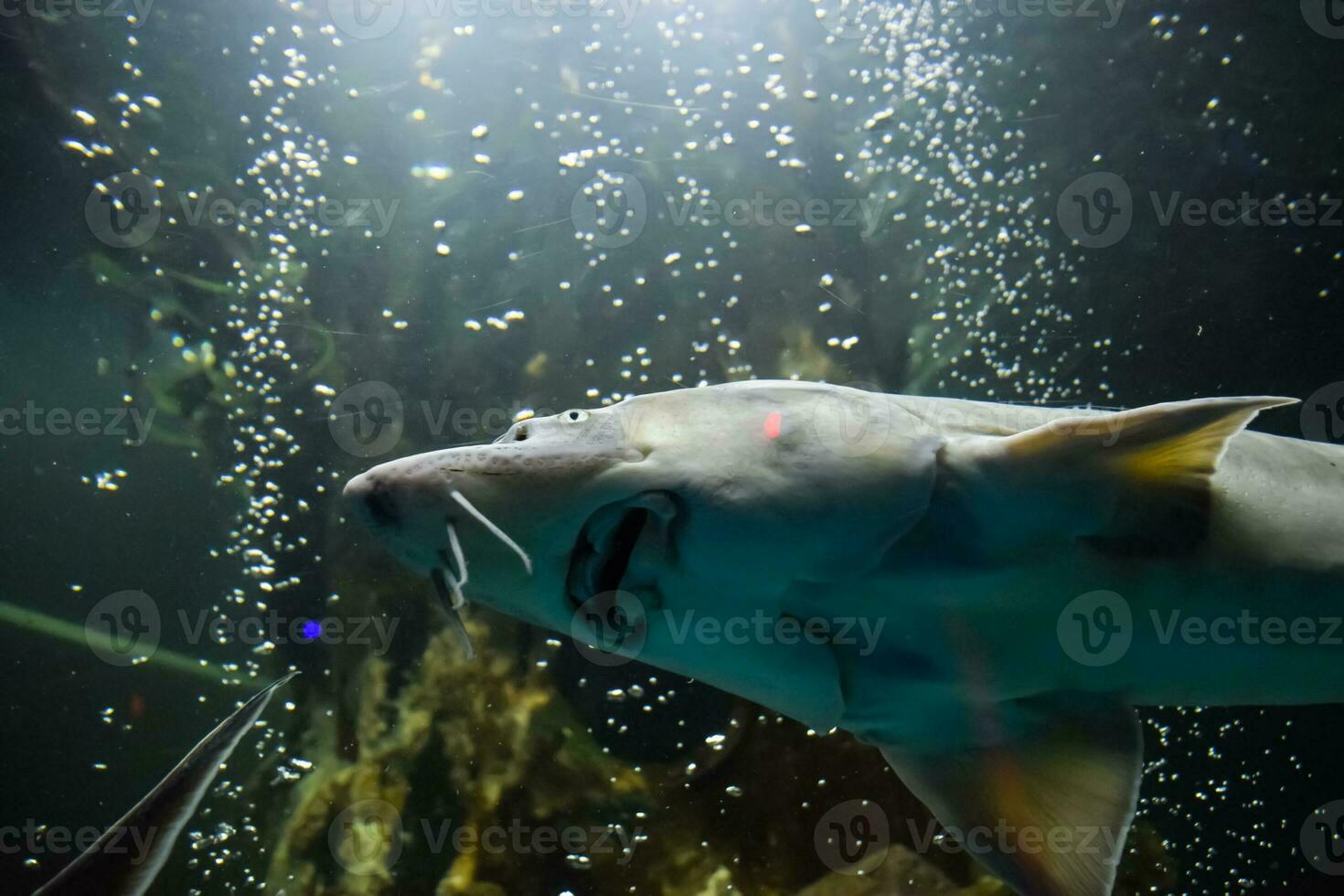 poisson esturgeon nage dans le aquarium de océanarium. esturgeon poisson photo