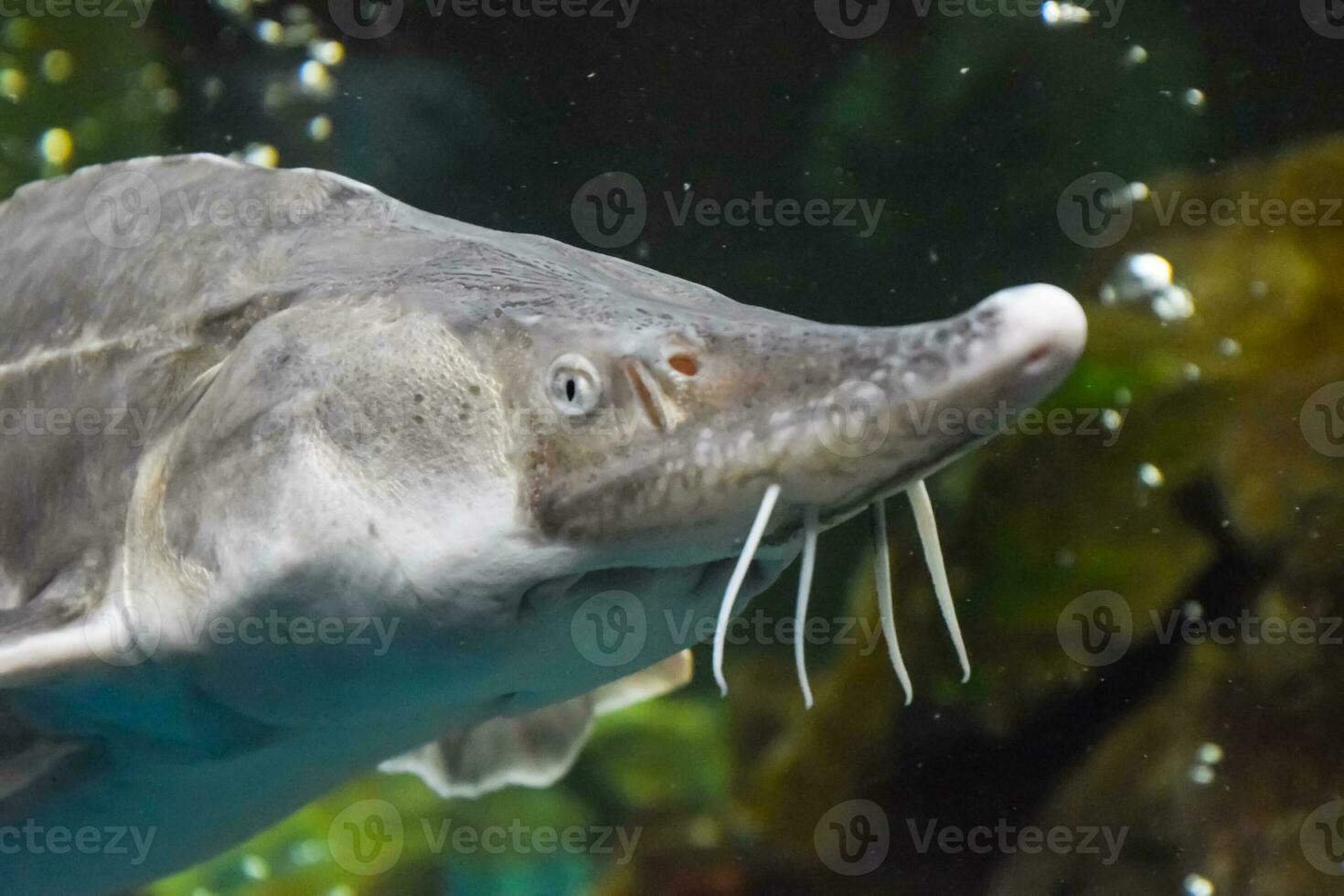 poisson esturgeon nage dans le aquarium de océanarium. esturgeon poisson photo