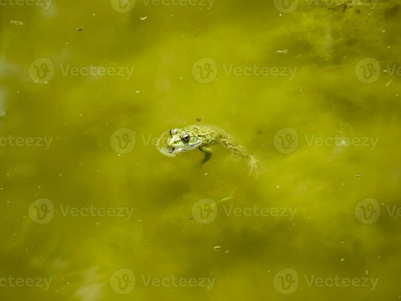 le vert grenouille. le amphibie grenouille est ordinaire. photo