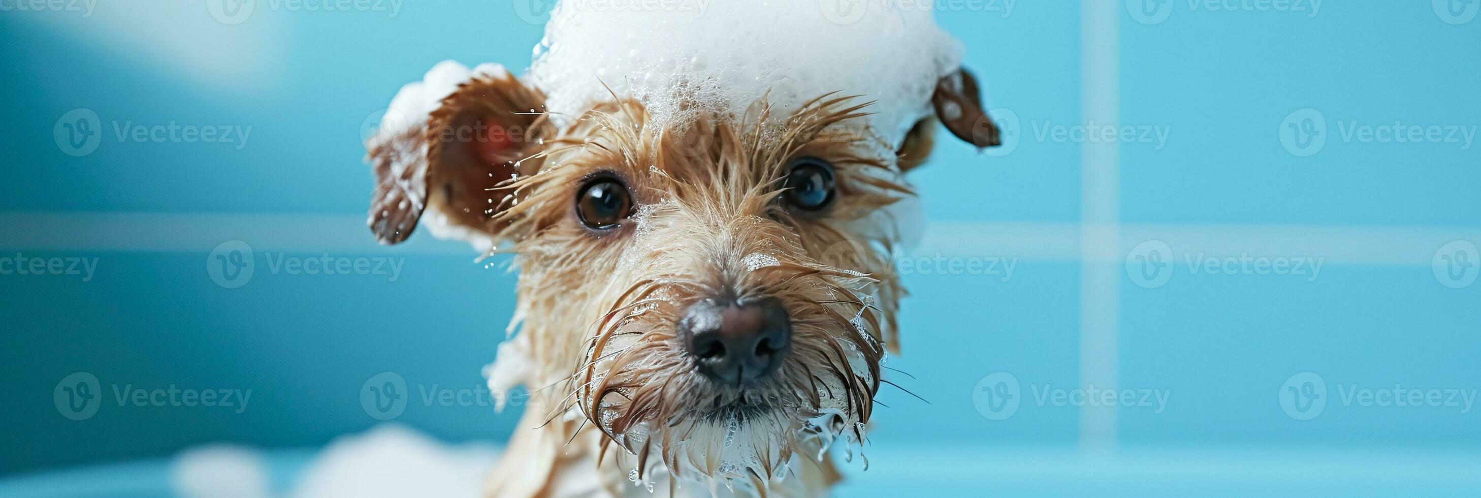 ai généré adorable humide terrier chien avec shampooing mousse sur tête pendant une baignoire temps, animal de compagnie toilettage concept photo