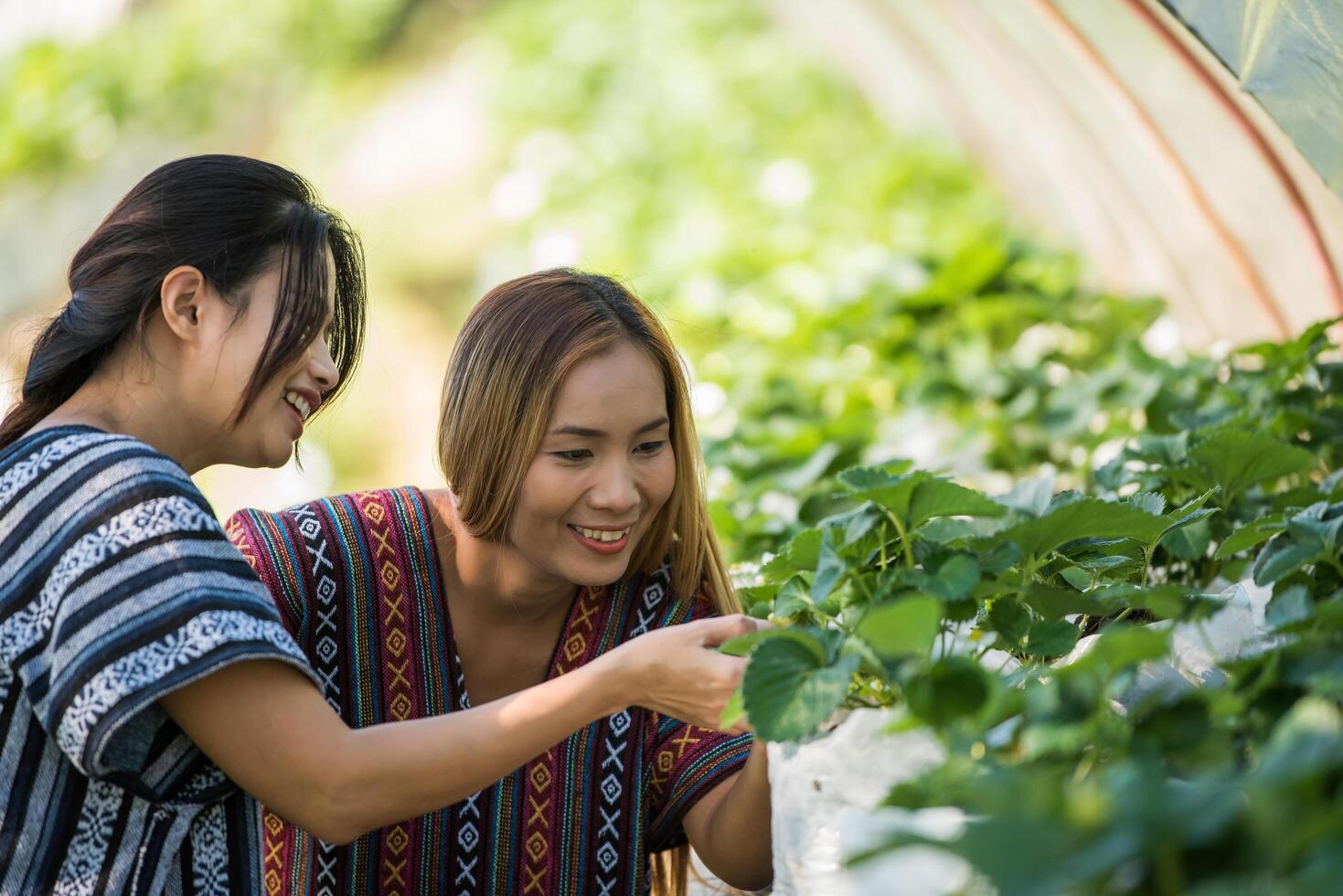 belle fermière vérifiant la ferme aux fraises photo