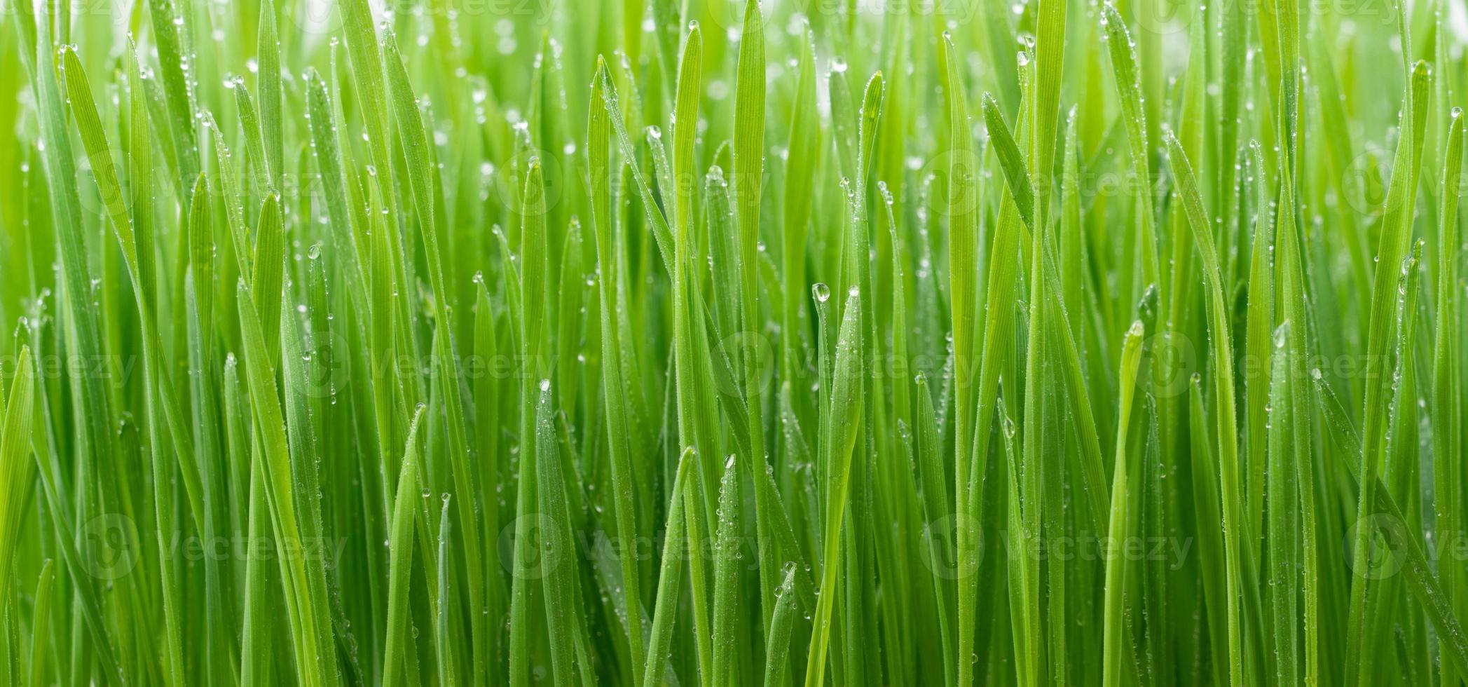 herbe de blé verte photo