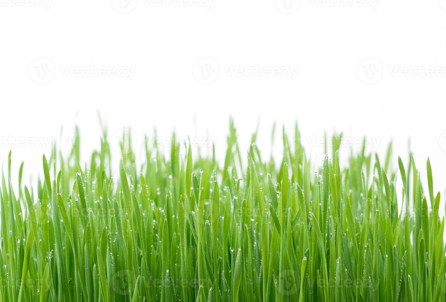 L'herbe de blé vert isolé sur fond blanc photo