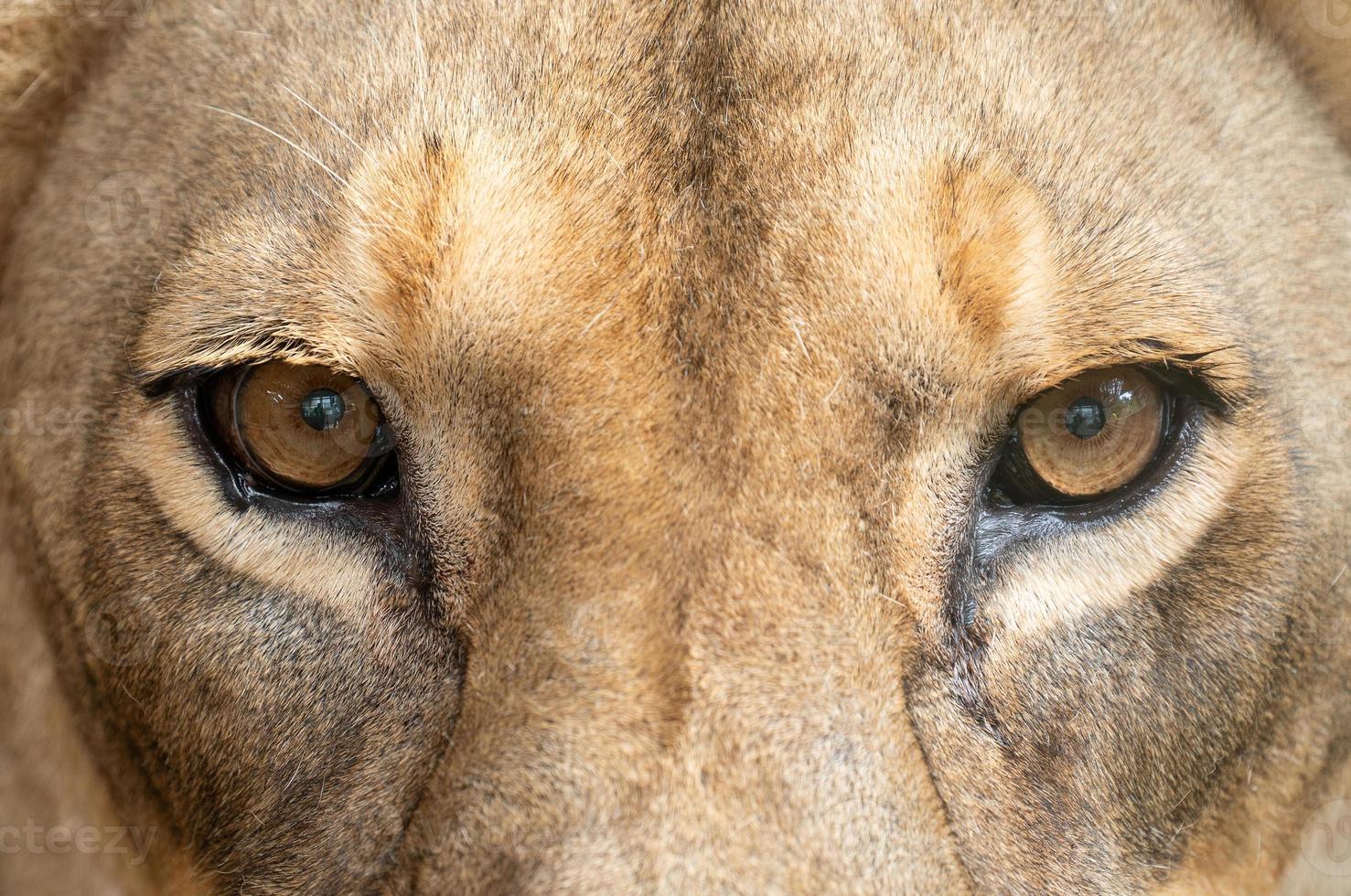 yeux de lion femelle se bouchent photo