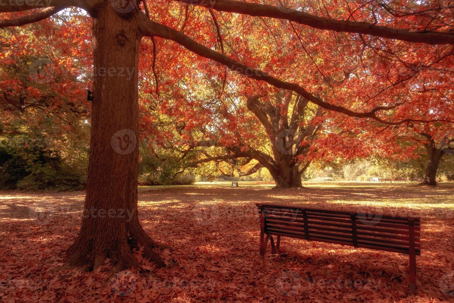 banc en bois dans le parc de la ville photo