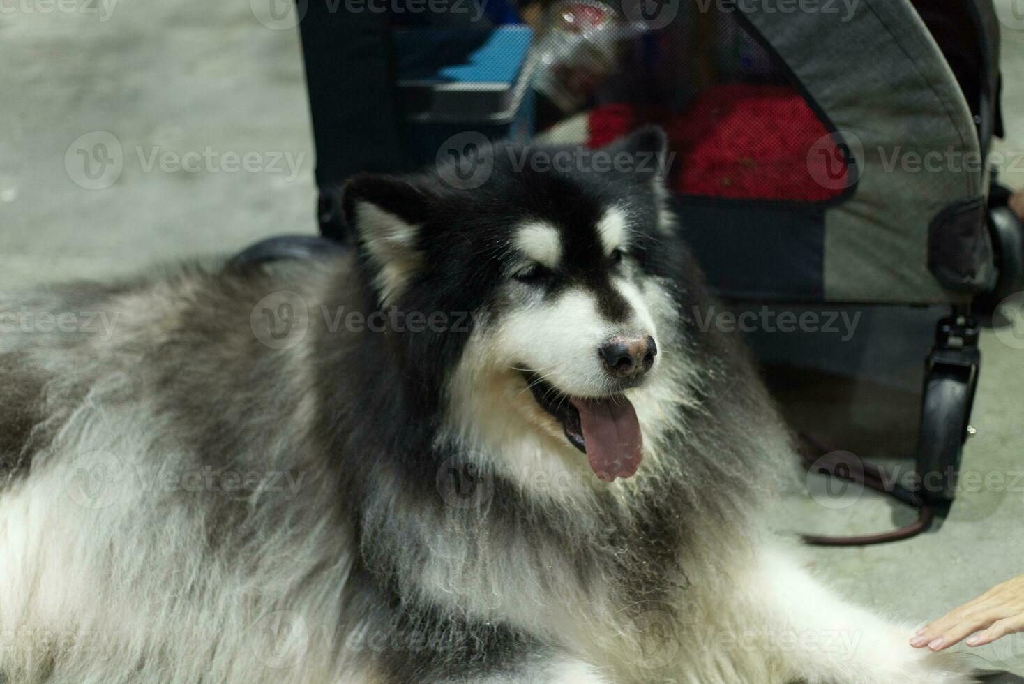 mignonne sibérien rauque chien avec chien laisse sur le sol dans le animal de compagnie expo avec gens pieds photo