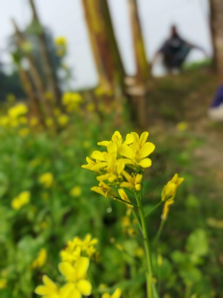 à la recherche à le champ, il est comme si une Jaune tapis a été propager à travers le horizon. dans le terre de le Jaune Roi de moutarde fleurs, le récolte champ est bourdonnant avec le fredonner de les abeilles collecte ho photo