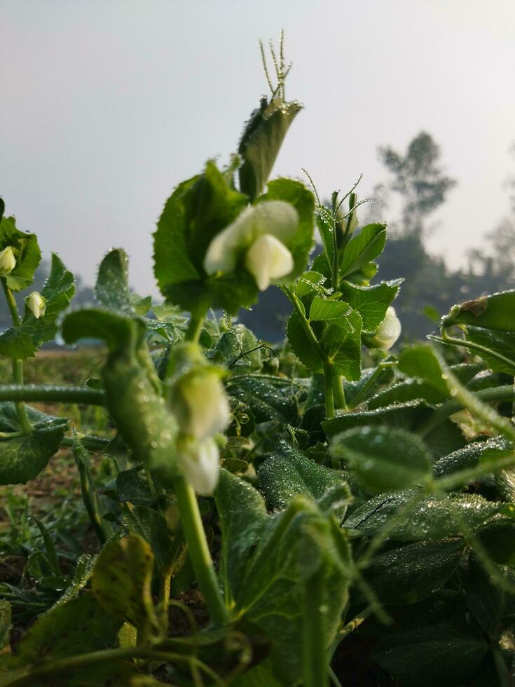 pois sont riches dans nutriments et sont utilisé pour divers fins 1. dans le traitement de maladies 2. dans cuisine 3. pour poids perte 4. pour cosmétique procédures 5. pour pêche. photo