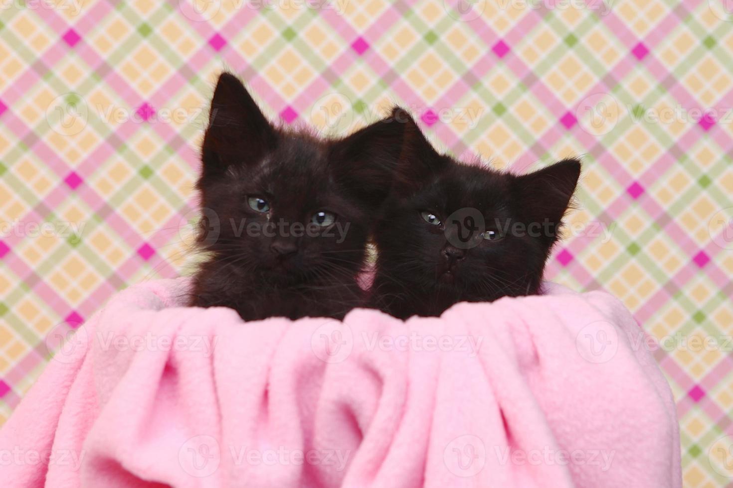 mignons chatons noirs sur joli fond rose photo