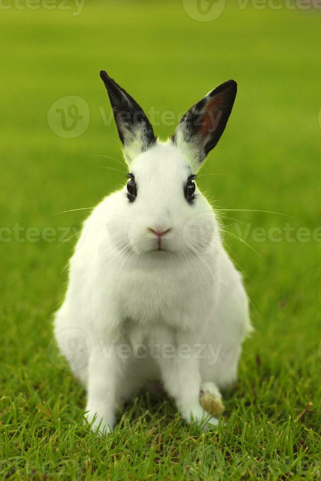 lapin blanc à l'extérieur dans l'herbe photo