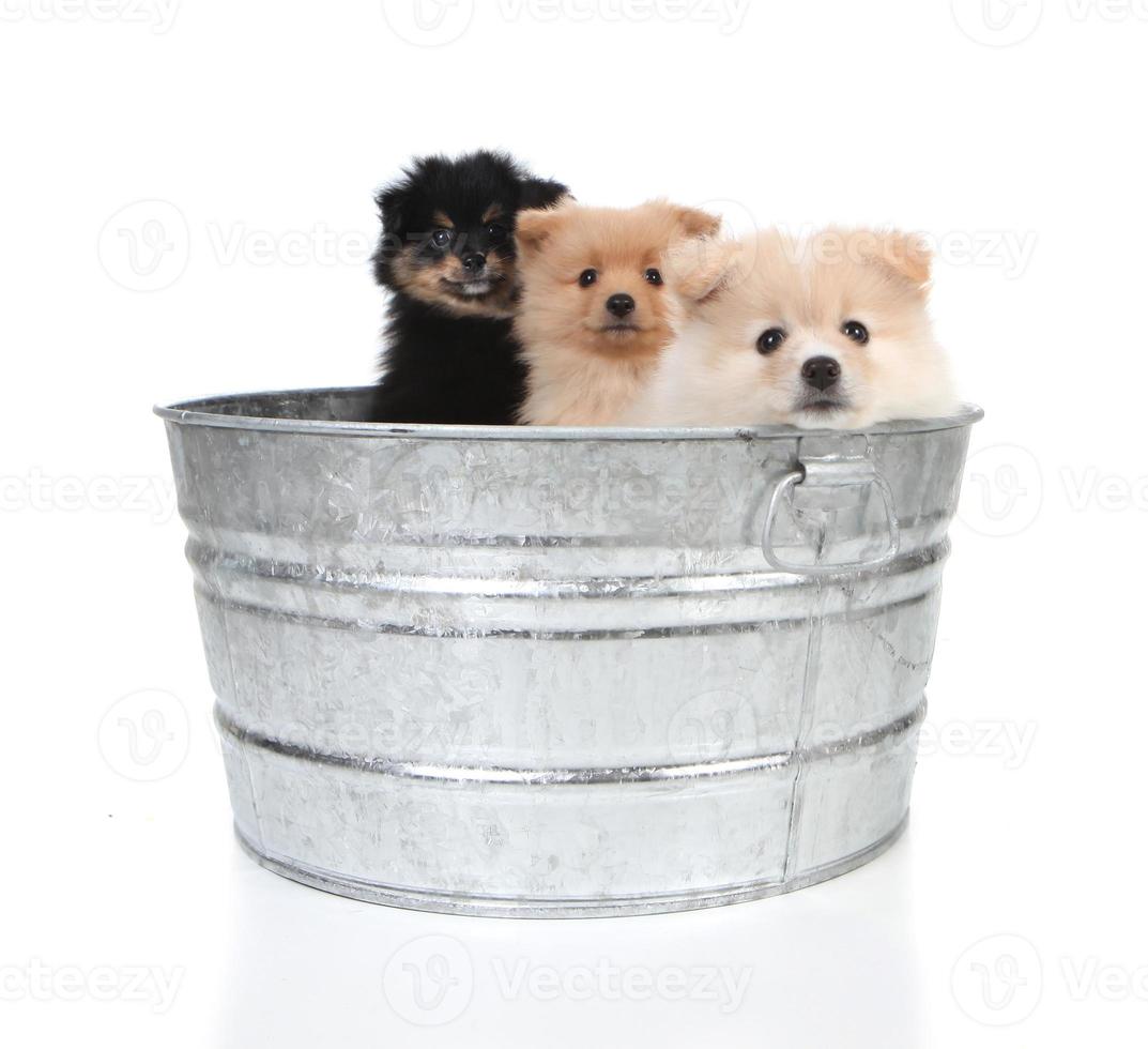 chiots poméraniens dans une vieille baignoire photo