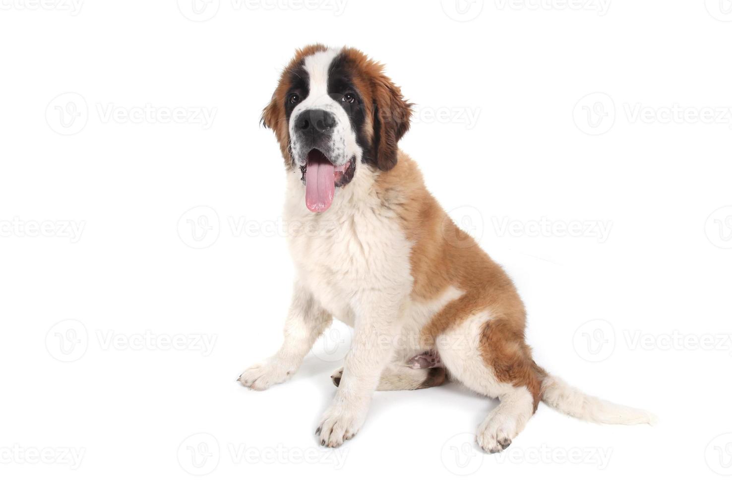 mignon chiot de race saint bernard photo