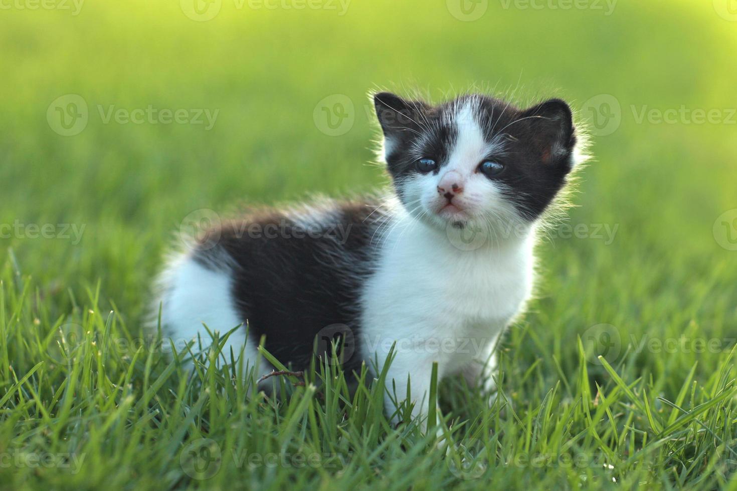 bébé chaton à l'extérieur dans l'herbe photo