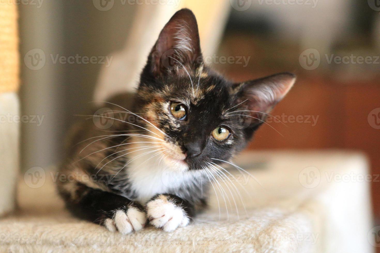 bébé chat assis sur la tour de jeu à la lumière naturelle photo