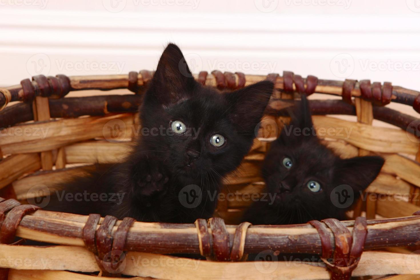 chatons curieux à l'intérieur d'un panier sur le blanc photo