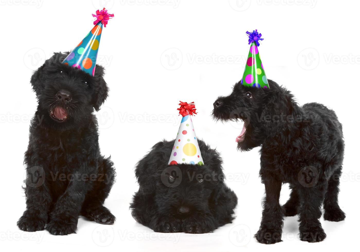 terriers russes noirs d'anniversaire photo