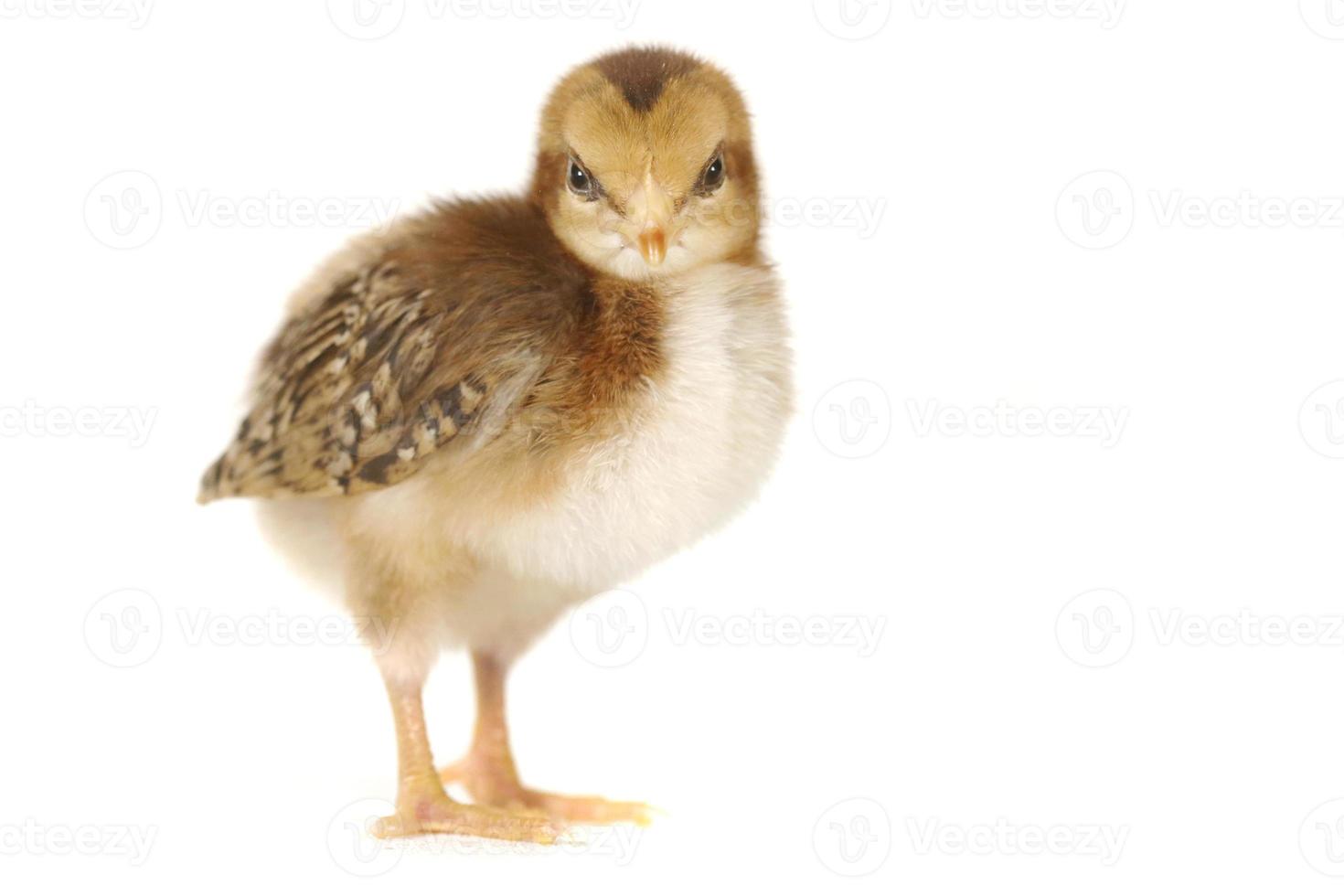 adorable poulet poussin sur fond blanc photo