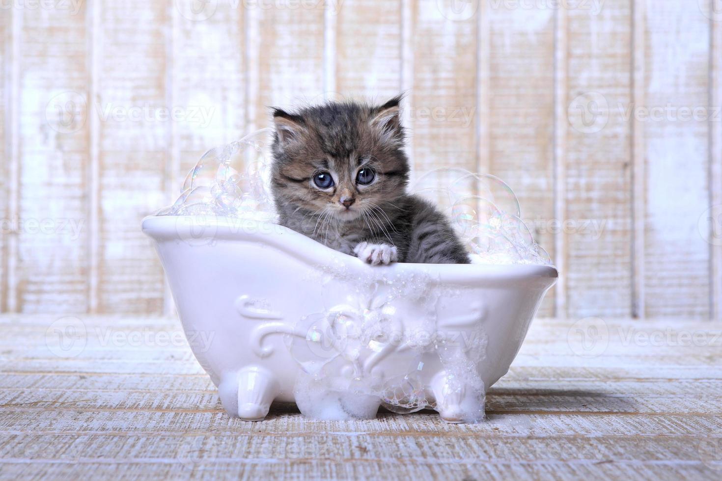 chaton pas content de prendre un bain moussant photo