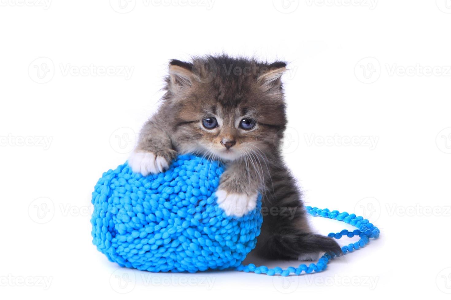 chaton avec pelote de laine en studio photo
