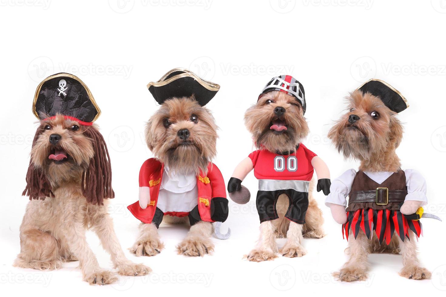 plusieurs chiens drôles en costumes de pirate et de football photo