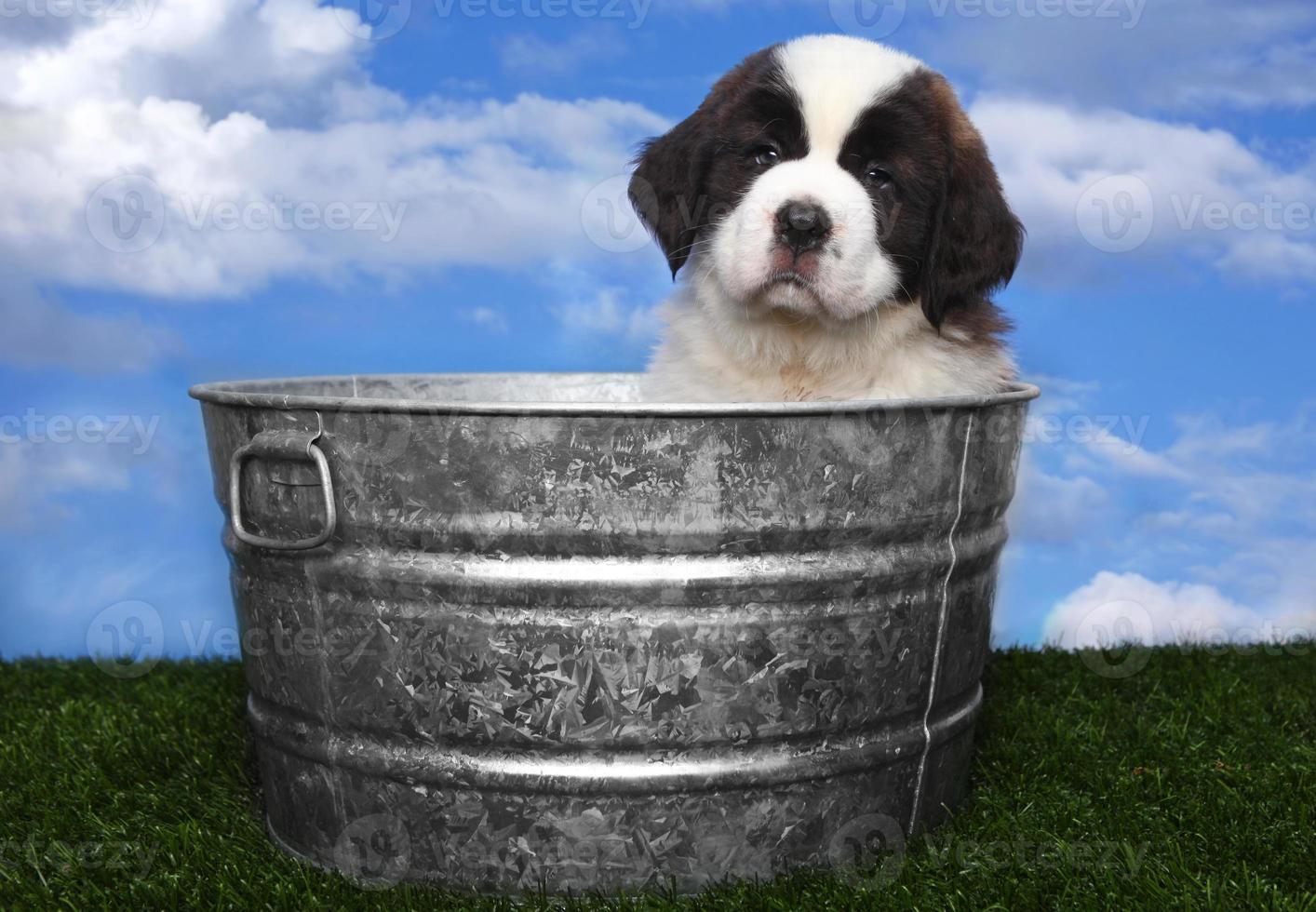 adorables chiots saint bernard photo