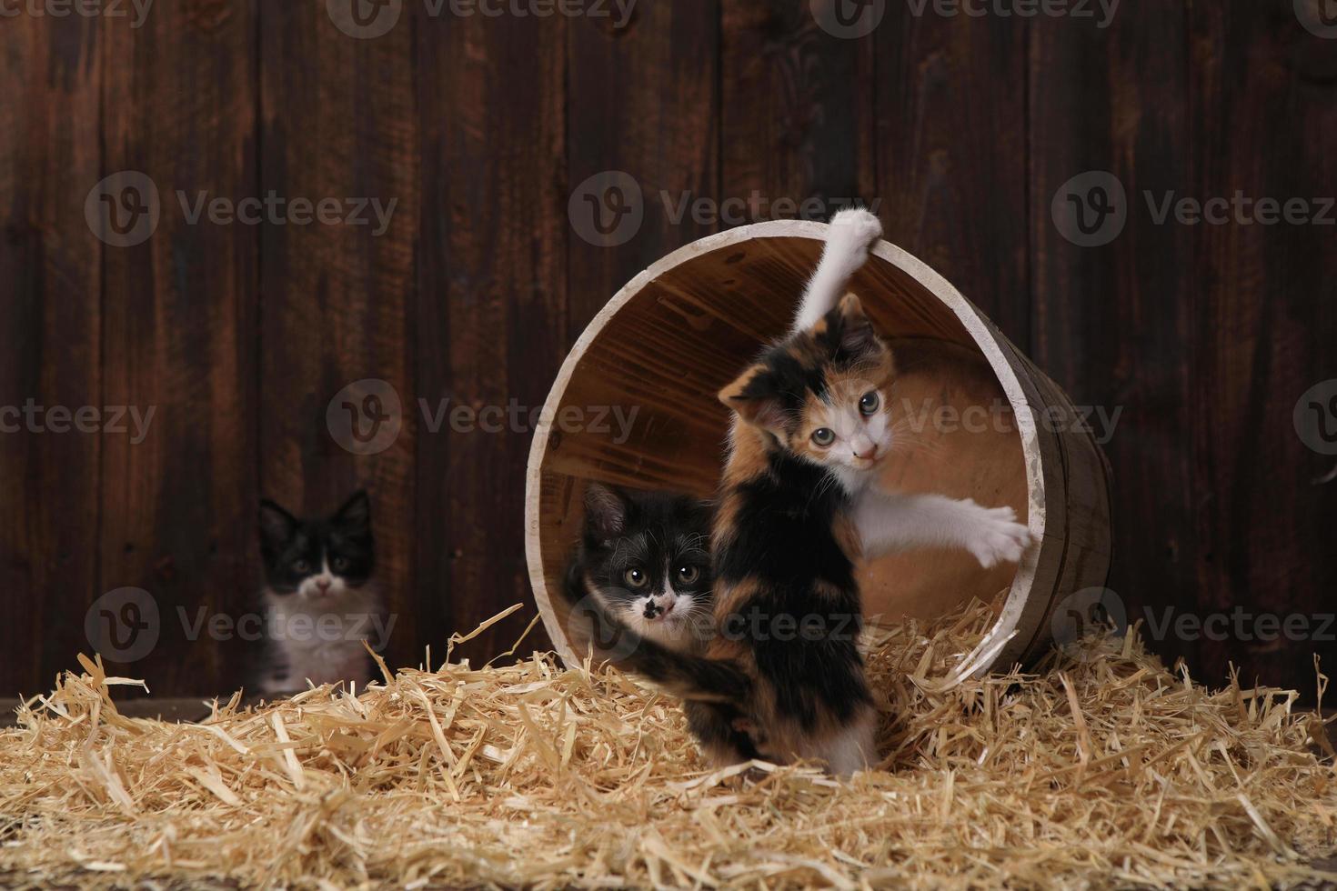 adorables chatons mignons dans une grange avec du foin photo