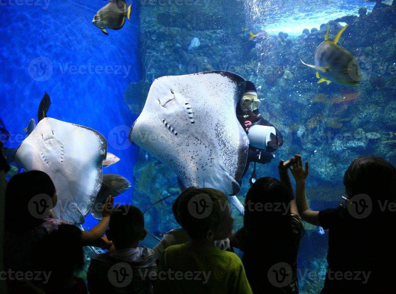 raies dans un aquarium géant avec des enfants qui regardent photo